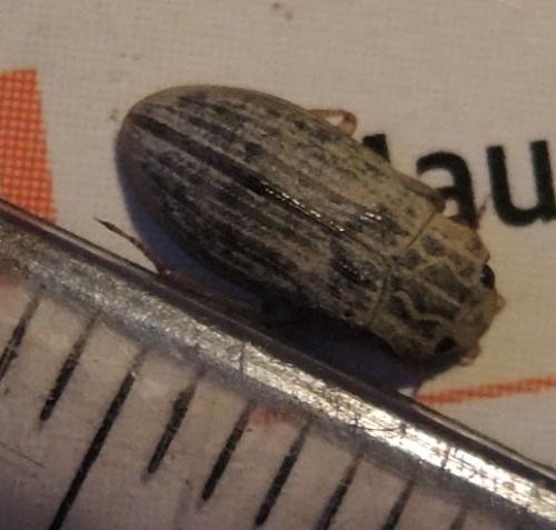 Helophorus sp.